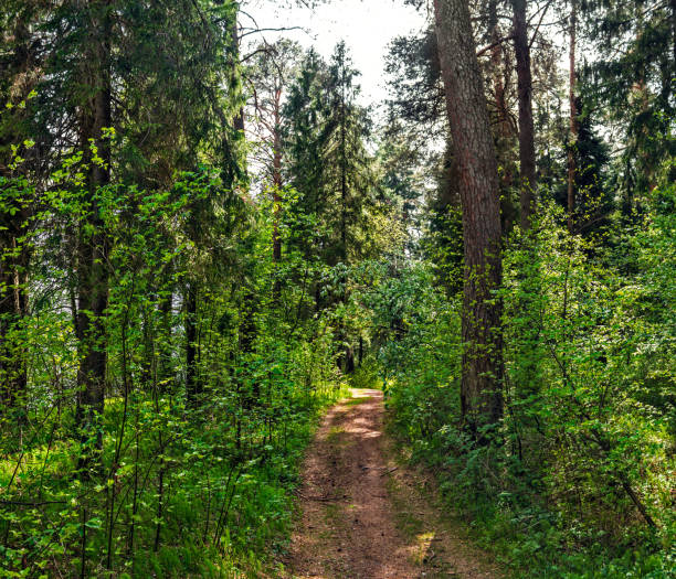 istock dirt road in the forest on a sunny summer day 1324562784