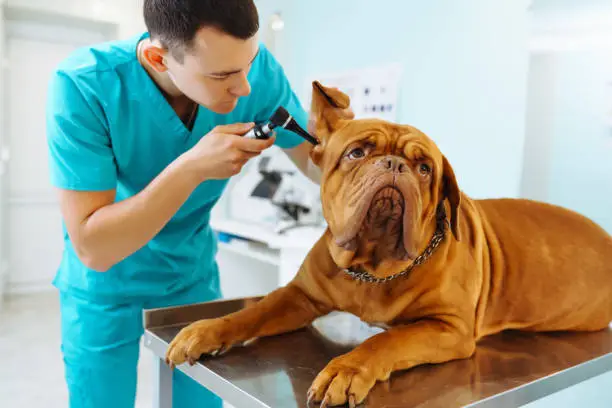 Young man  veterinarian examining dog on table in veterinary clinic. Medicine, pet, animals, health care and people concept. Veterinary care. Dogue de bordeaux.