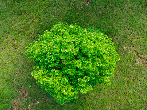 Green Treetop on Meadow From Directly Above.