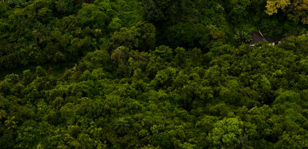 Aerial view of the Amazon Rainforest Aerial view of rainforest. Amazon rainforest near Manaus amazon forest stock pictures, royalty-free photos & images