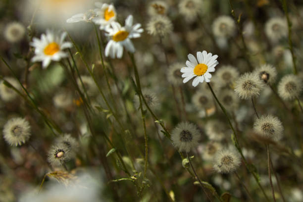 Dog daisies and Cat's ears clock face seed heads in a meadow