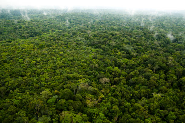 Aerial view of the Amazon Rainforest
