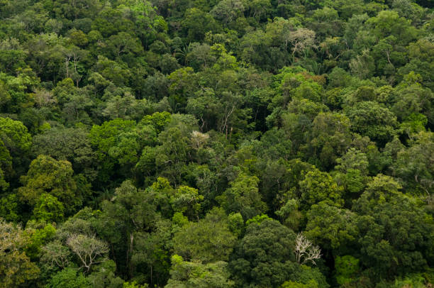 istock Aerial view of the Amazon Rainforest 1324570192