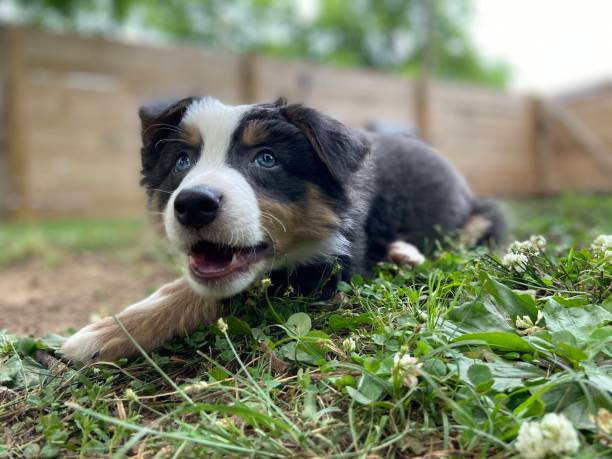 istock Happy Australian Shepherd puppy 1324571381