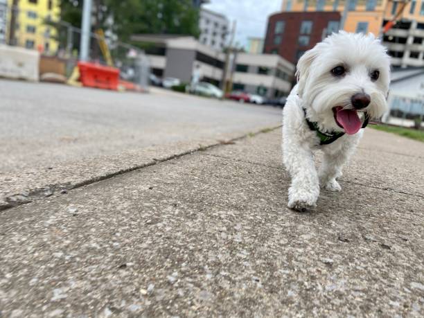 istock Happy dog on a walk 1324571427
