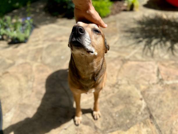 istock Happy dog outside 1324572323