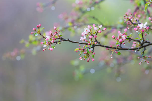 Blossom with rain drops on a rainy day in spring