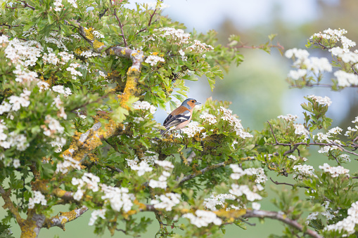 Brightly coloured chaffinch perched on the twig of a flowering hawthorn hedgerow beside a farmer's field in Northumberland, North East England