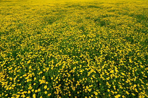 Beautiful Landscape Of Yellow Flowers in Turkey.
