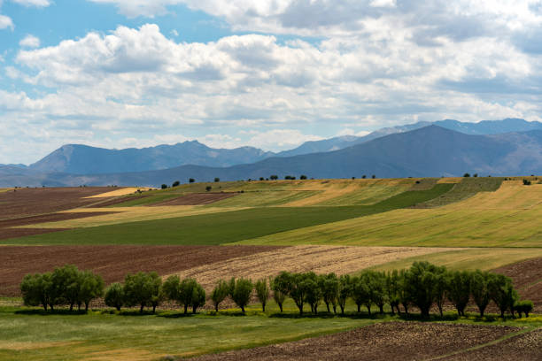 rows of trees and cultivated fields in Turkey.Trees, fields, mountains and cloudy sky.