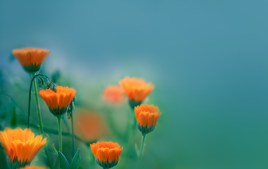 Orange flower. Marigold. Alternative medicine concept.