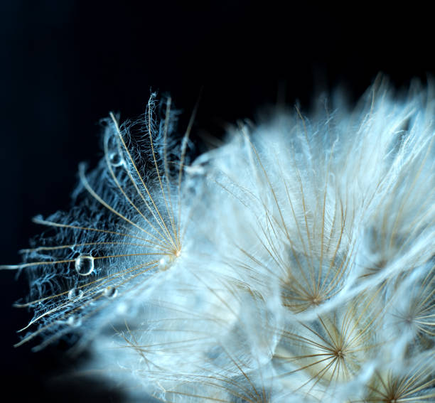 istock Close-up of dandelion seed with dew drops on black. 1324576091