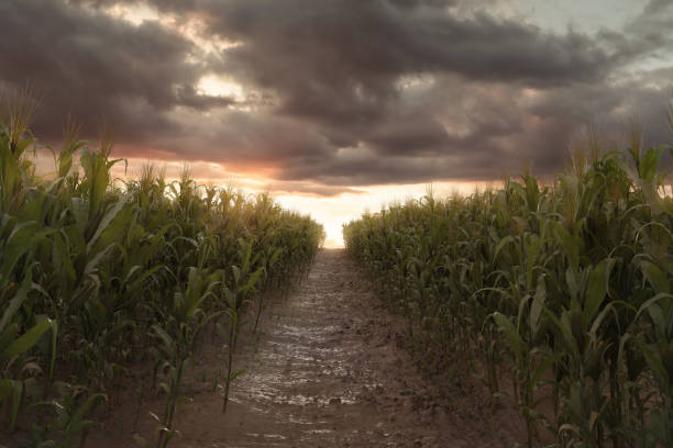 istock 3d Rendering of pathway in the middle of green cornfield in front of dramatic sky. Selective focus 1324577962