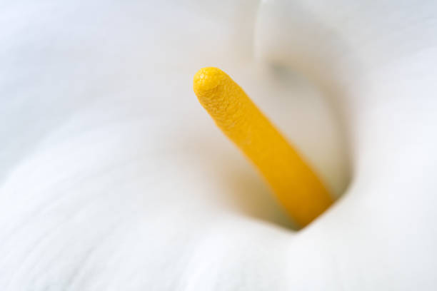A white Cana lily in full bloom.