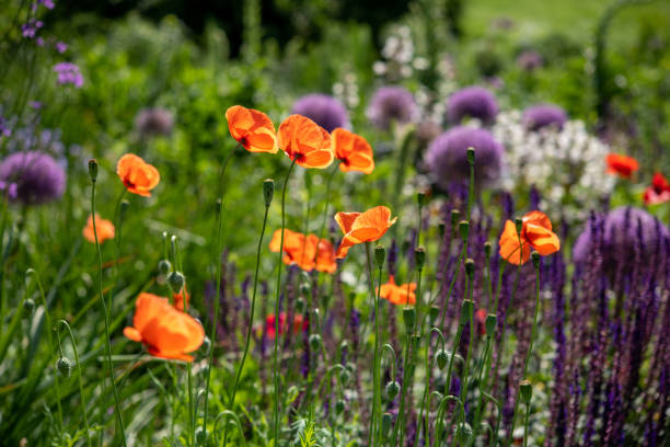 istock Poppies in Summer garden 1324579443