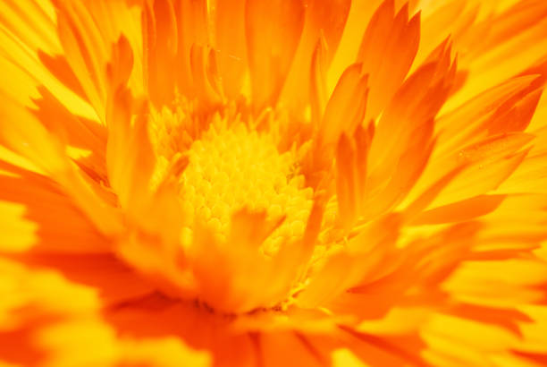 Stamen of coneflower