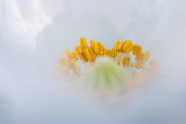 istock Stamen of white poppy 1324579484