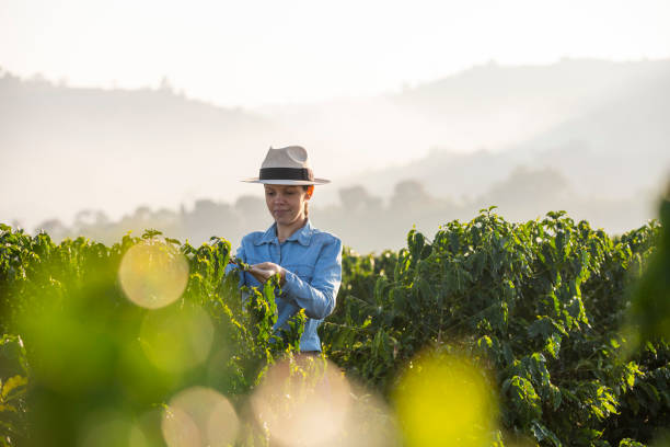 Farmer woman on coffee plantation