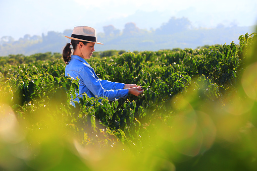 Farmer woman on coffee plantation