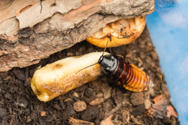 마다가스카르 히싱 바퀴벌레 일명 그롬파도리나 포르텐토사 동안 먹는 바나나 - cockroach hissing ugliness insect 뉴스 사진 이미지