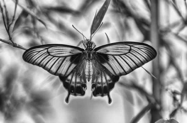 Colorful butterfly swing on leaf. Black and white photo