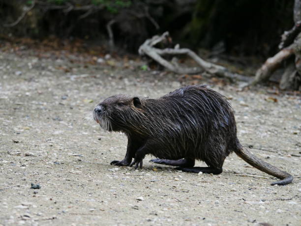 Nutria in a natural environment