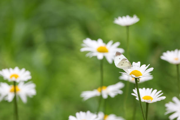 istock A cabbage white butterfly on ox-eye daisy. 1324582039