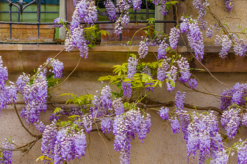 Rustic window details in the Alsace region of France