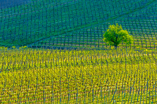 Farm and vineyards in the Alsace region of France