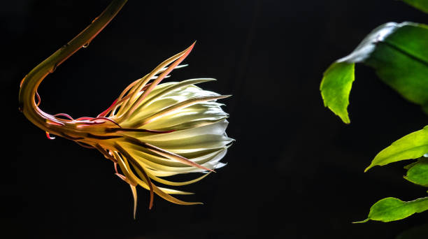 orchid cactus Orchid Cactus (Epiphylum oxypetalum) also called Lady of the Night, and (wrongly) Cereus. Its blooms open for one night only. Dominica, Eastern Caribbean, Sept. 2019 night blooming cereus stock pictures, royalty-free photos & images