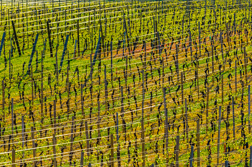 Farm and vineyards in the Alsace region of France