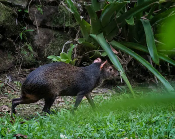 Wild agouti (Dacyprocta punctata) sneaking in search for food to Papillote Gardens, Dominica, West Indies. Usually very shy they come to feed in the Gardens before sunset. Dominica, West Indies. "r"nSeptember 2018.