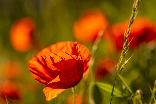 Background composition with red poppies, and out-of-focus bright green foliage, herbs and grass. Young buds of papaver poppy flowers also in view. Lots of copy space provided.