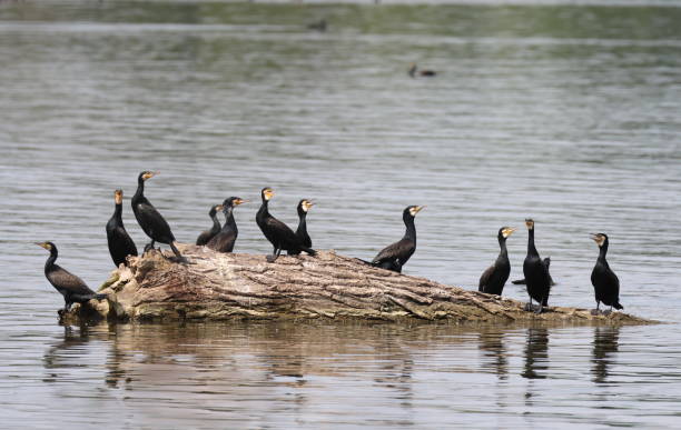 cormorani - crested cormorant foto e immagini stock