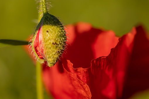 Background composition with red poppies, and out-of-focus bright green foliage, herbs and grass. Young buds of papaver poppy flowers also in view. Lots of copy space provided.