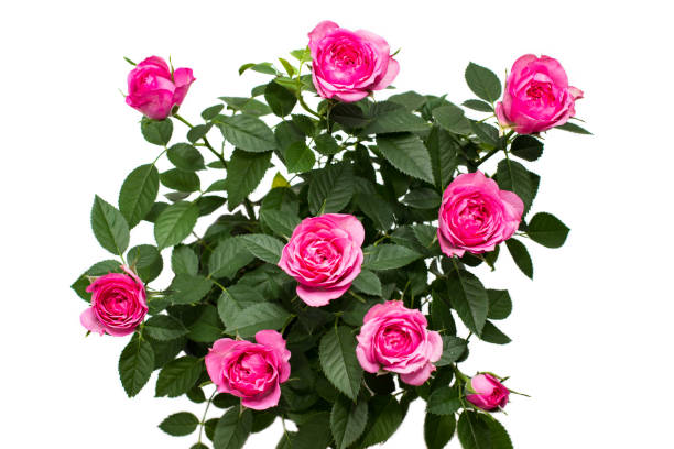 istock Beautiful pink roses on white background. Top view. 1324585471