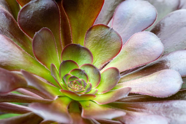 istock Stamen of Aeonium 1324587119