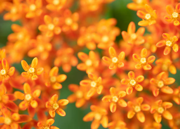 Asclepias tuberosa in macro