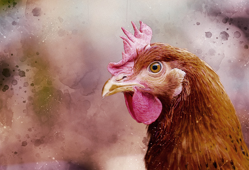 Close-up of Chicken Face - digital watercolor effect