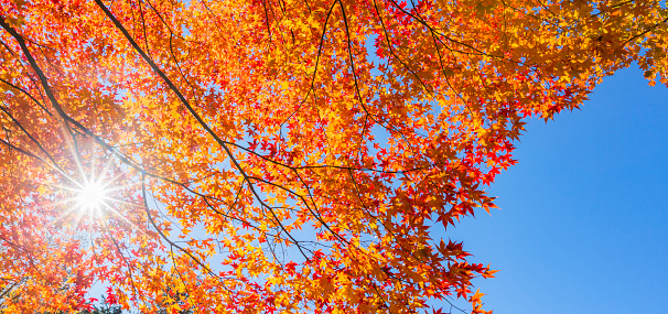 Ray Light Through Japanese Fall Foliage