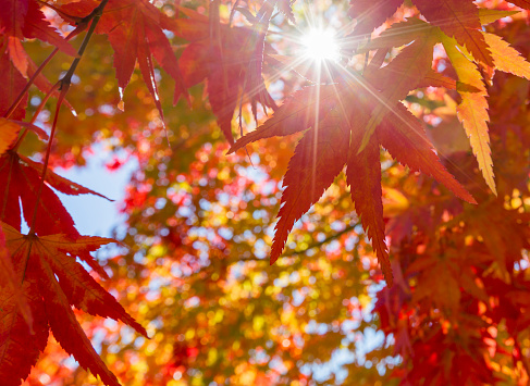 Red color maple leaf and blur white light bokeh on sky for background.