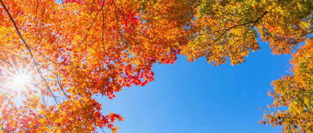 istock Sunlight Through Autumn Leaves In The Forest 1324588289