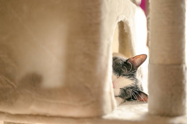 istock Gray and white indoor cat sleeping at home on a cat house 1324588554