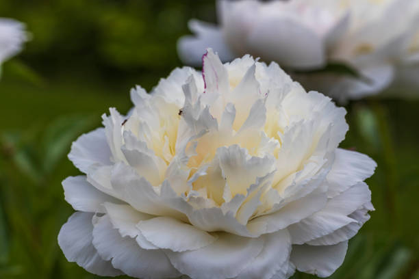 istock Macro view of blooming white peony. Beautiful nature backgrounds. 1324589112
