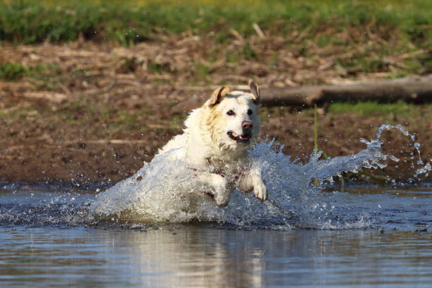 istock dog in the water 1324589214