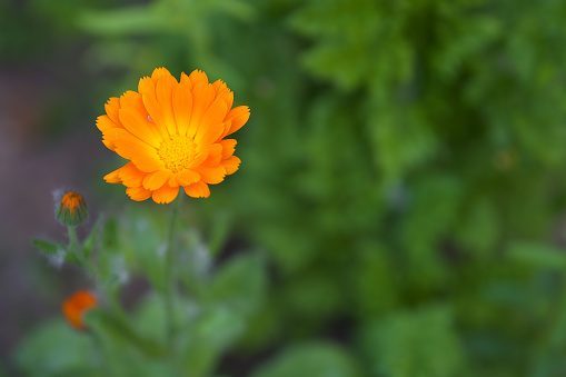 For centuries the garden marigold was held in high esteem by farmers as a “weather prophet”, because it folds its flowers when bad weather comes with rain.  For many peoples, the marigold is a symbol of immortality, because it blooms again and again throughout the summer and also repeatedly sows itself.