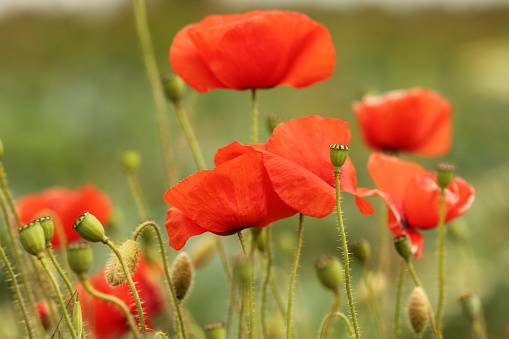 Poppy flower in the greenery nature field