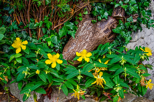 St. John's Wort is part of traditional medicine because of its phytotherapeutic properties, especially antidepressants and antivirals.