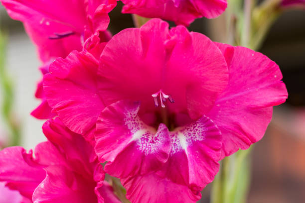 istock Beautiful pink gladiolus flower close-up. 1324591992