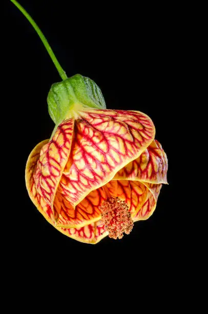 Closeup of blooming Chinese lantern (Abutilon striatum) flower, the larger genus abutilon generally, they have been referred to by the common names Chinese lantern and parlor maple.